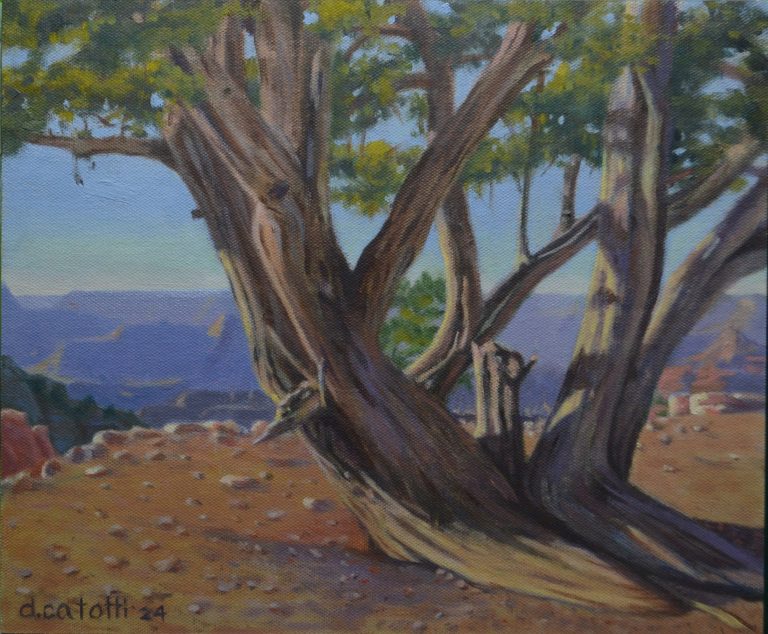 “Powell Point Juniper” oil 10″x12″ 2024 $800